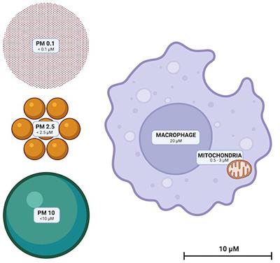 The Physiological Effects of Air Pollution: Particulate Matter, Physiology and Disease